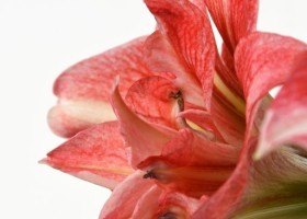 hippeastrum Balance (3)